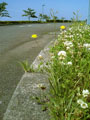 新幹線と道端の花