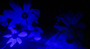 紫外線カメラで花の写真を撮ってみよう！